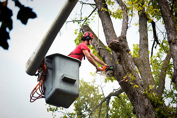 Best Root Management and Removal  in Laureldale, PA